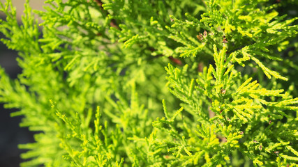 Green Pine or matsu tree in hokkaido japan.