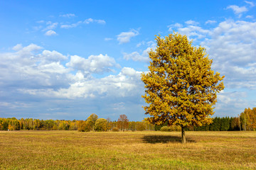A tree growing in a field in an autumn season