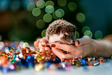 Christmas card with a hedgehog sitting on his hand
