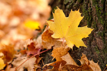 Naklejka na ściany i meble Beautiful autumnal scenery with a closeup of a bright yellow maple leaf lying on the bark at the foot of a tree together with other autumn leaves. Seen in October in Germany, Bavaria
