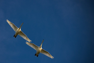 Escadrille de cygnes