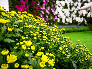 autiful of colorful flowers in garden