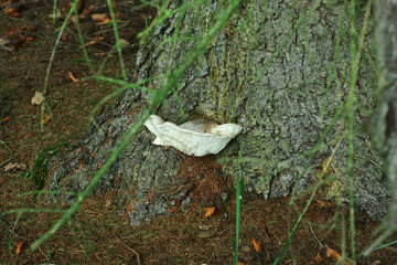 Pilz wächst an einem Stamm einer Tanne