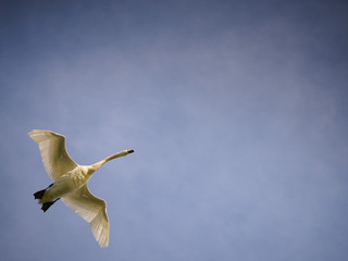 Vol du cygne