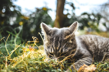 Gray tabby kitten lies in the dry grass buried in her