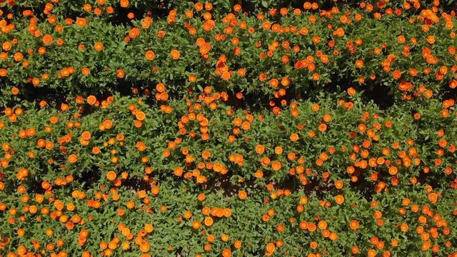 Campo de flores naranjas