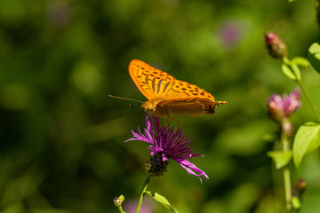 Nature