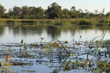 Water lily river