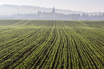 Green winter wheat in rows, with village silhouette in background. Agricultural field. 