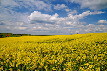 Obraz premium rzepak.pole,niebo,chmury