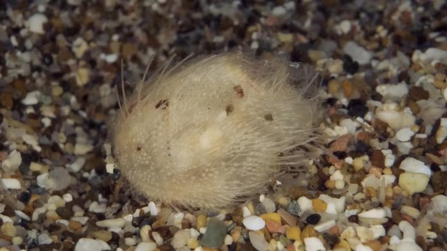 Sea Urchin Potato burrows in sand on the seabed. Real timing. Sea Potato or Common Heart Urchin (Echinocardium cordatum) Underwater shot. Mediterranean Sea, Europe.