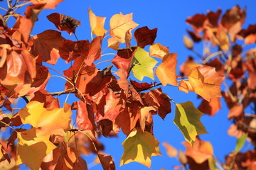 Fall leaves on tree, blue sky in background