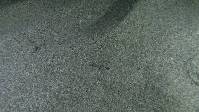 Swimming Crab quickly hides in the sand in the night. Gray swimming crab (Portunus hastatus) Underwater shot. Mediterranean Sea, Europe.