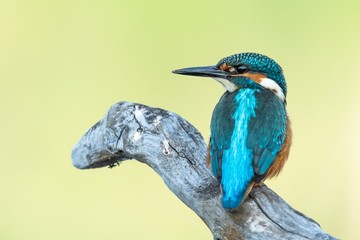 Beautiful nature scene with Common kingfisher (Alcedo atthis). Wildlife shot of Common kingfisher (Alcedo atthis) on the branch. Common kingfisher (Alcedo atthis) in the nature habitat.