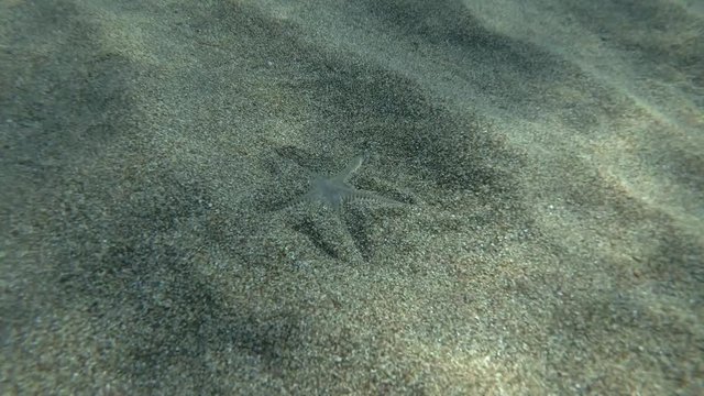 Sand Star quickly burrows in the sand. Time Lapse. Sand Sea Star or Sandy Starfish (Astropecten jonstoni) Underwater shot. Mediterranean Sea, Europe.