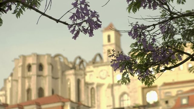 Defocus clip of the Carmo Convent in Lisbon, framed by the blossom of jacaranda