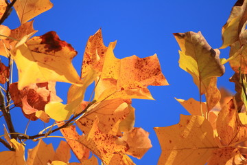 Fall leaves on tree, blue sky in background