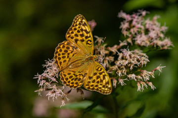 Nature
