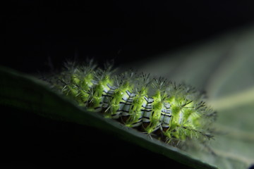 Naklejka premium caterpillar on a leaf