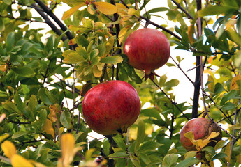 pomegranate fruit on a tree branch