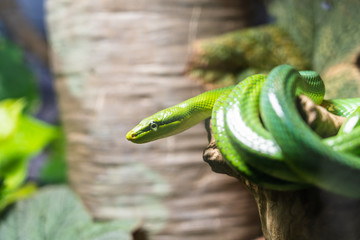 Beautiful green snake on the branch