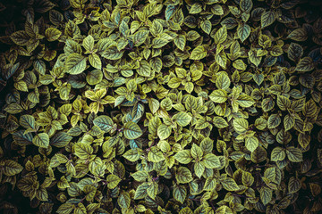 Green Leaves Texture Background