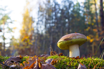 big mushroom in morning sunny forest