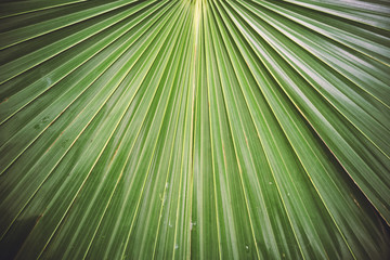 Texture of a green leaf of palm
