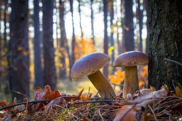 two porcini mushrooms in morning wood