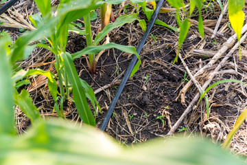Fototapeta premium Corn farm with dipping water system. DIY Automatic Watering System for plant vegetable.