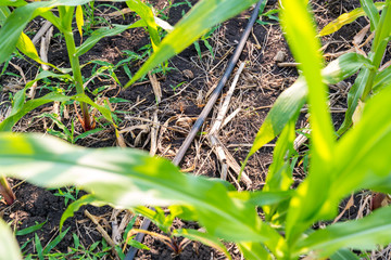Corn farm with dipping water system. DIY Automatic Watering System for plant vegetable.