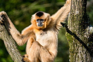 Gibbon hält sich in einer Astgabel fest