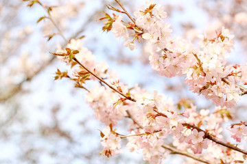 Sakura. Pink branches with flowers. On a blurred sky background.