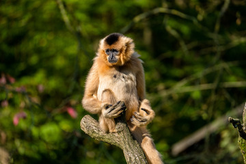 Gibbon sitzt auf einem Ast