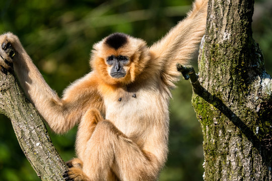 Gibbon h&auml;lt sich in einer Astgabel fest