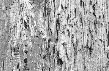 Grunge weathered wooden plank surface in black and white.