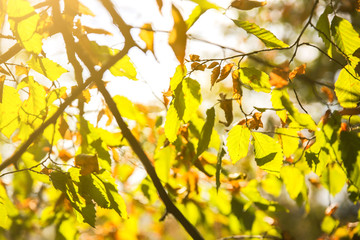 Autumn tree leaves. Texture background. Beautiful nature photo. Seasonal background.