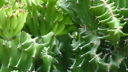green cactus in the garden