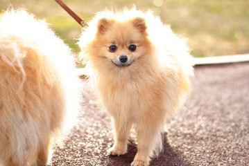 Little fluffy cute Pomeranian spitz puppy outside in the sunshines on the walk. cream beige ginger foxy sunny sun dog-spitz with brown kind eyes pet. Dog breeding. Love animals friendship