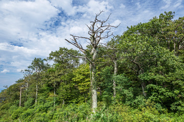 アメリカ、シェナンドー国立公園