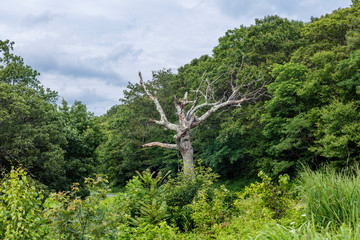 アメリカ、シェナンドー国立公園