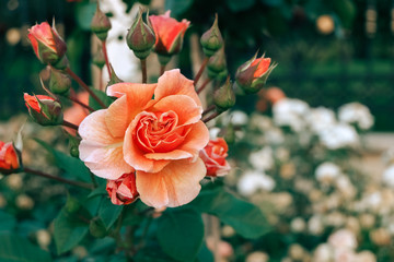 Red roses in the garden