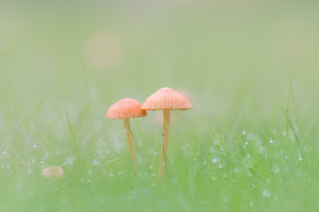 Tiny mushrooms in the grass on an autumn day