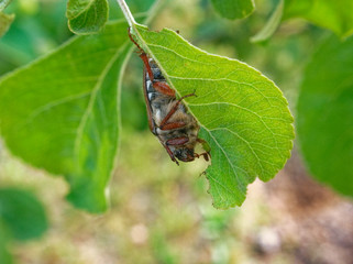 may beetle eats the leaf of a tree, Russia.