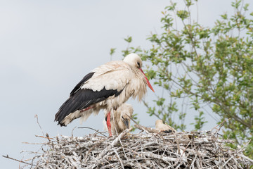 A big stork taking care of her babies in the nest