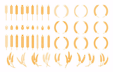 Set of wheats ears icons and wheat design elements. Harvest wheat grain, growth rice stalk and whole bread grains or field cereal nutritious. - obrazy, fototapety, plakaty