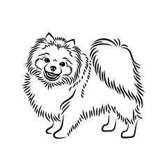 Pomeranian dog - isolated vector illustration