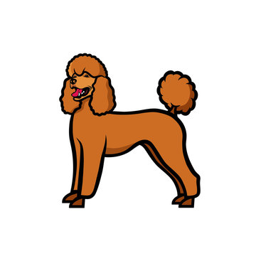 Poodle dog - isolated vector illustration