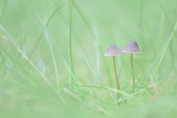 Tiny mushrooms in the grass on an autumn day