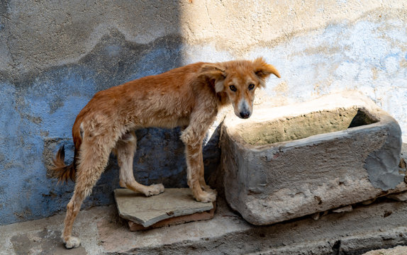 Hungry street dog roaming the streets of India